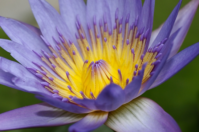 Fleurs Nanthawan Aout 2010-035